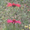 Echinacea 'Meditation red'