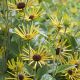 Rudbeckia subtomentosa 'Henry Eilers'