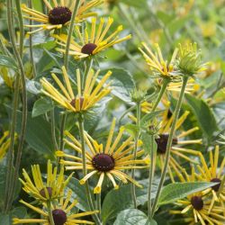 Rudbeckia subtomentosa 'Henry Eilers'