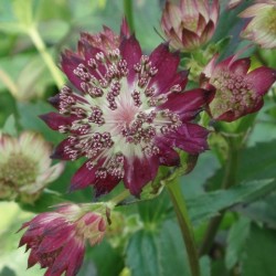 Astrantia 'Red Buttons'