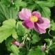 Anemone hupehensis 'Hadspen Abundance'
