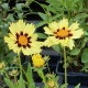Coreopsis grandiflora 'Solar Moon'