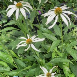 Echinacea 'White Octopus'