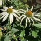 Echinacea 'White Octopus'