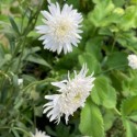 Leucanthemum x superbum 'Eisstern'