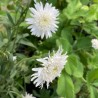 Leucanthemum x superbum 'Eisstern'