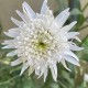 Leucanthemum x superbum 'Stina'