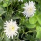 Leucanthemum x superbum 'Stina'