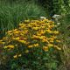 Rudbeckia fulgida 'Goldsturm'
