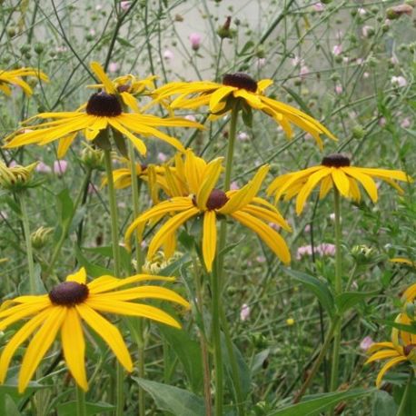 Rudbeckia fulgida 'Goldsturm'