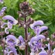 Salvia moorcroftiana