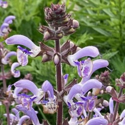 Salvia moorcroftiana