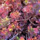 Sedum spurium 'Fuldaglut'