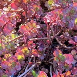 Sedum spurium 'Fuldaglut'