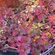 Sedum spurium 'Fuldaglut'