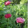 Papaver orientale 'Bolero'