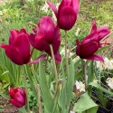 Tulipa 'Merlot'