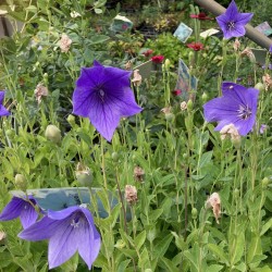 Platycodon grandiflorus 'Mariesii'
