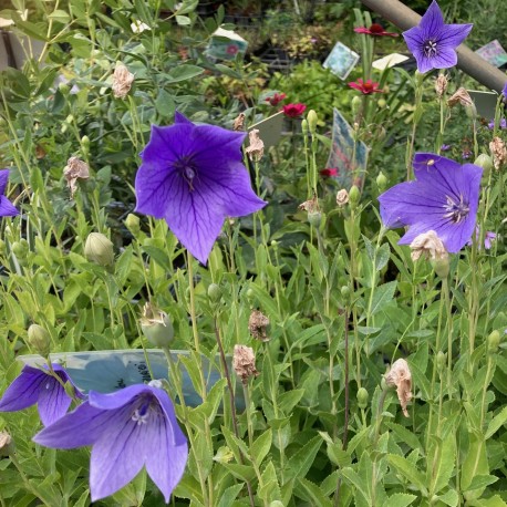 Platycodon grandiflorus 'Mariesii'
