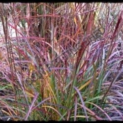 Miscanthus sinensis 'Lady in Red'