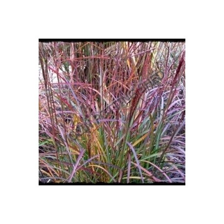 Miscanthus sinensis 'Lady in Red'