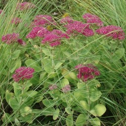Sedum spectabile 'Neon'