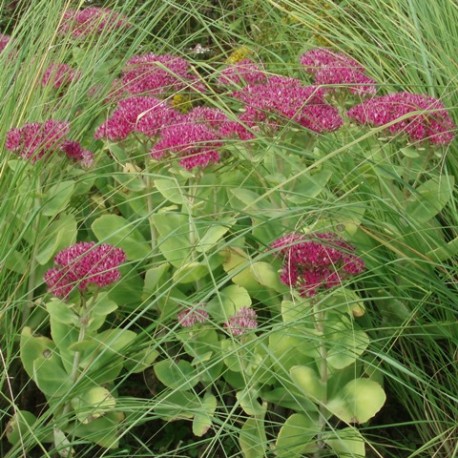 Sedum spectabile 'Neon'