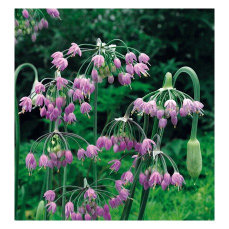 Allium cernuum 'Hidcote'