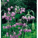 Allium cernuum 'Hidcote'