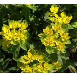 Euphorbia epithymoides 'Purpurea'