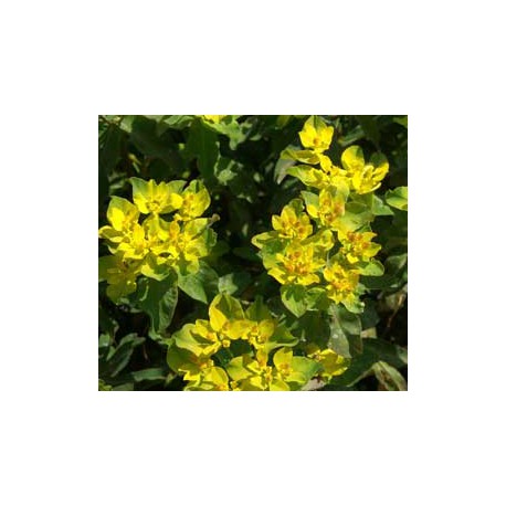 Euphorbia epithymoides 'Purpurea'